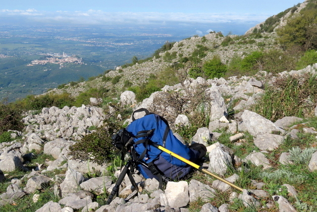 Ophrys crabronifera & Ophrys holosericea sp. � Monti Lucretili  (Roma).
